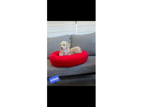 Maltipoo miniklerim