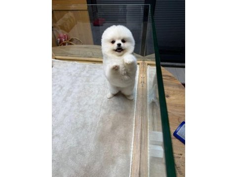 Pomeranian boo dişi ve erkek