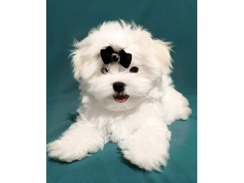 Safkan anne babadan mini maltese yavrular