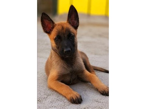 Muhteşem kan hattı malinois yavrular