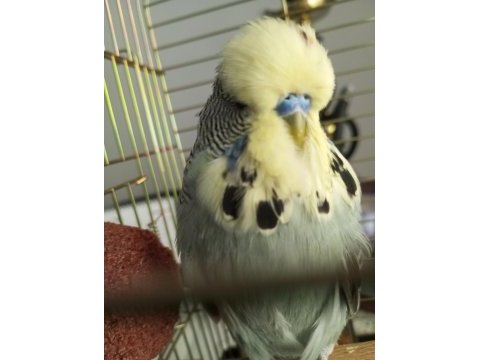 Sarı yüz show muhabbet kuşu