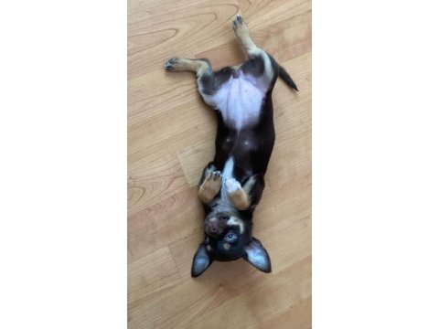 3 aylık bebek büyümeyen cinsten şivava yavrumuz