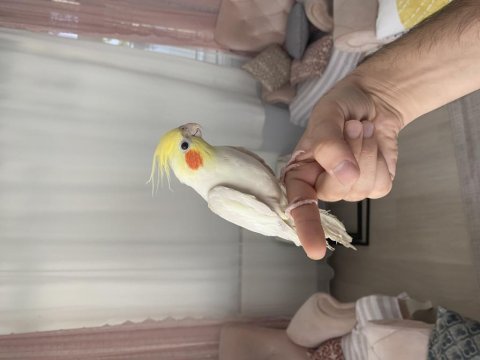 Erkek yavru sultan papağanı