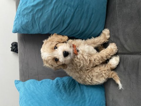 Yakışıklı oğlumuz maltipoo