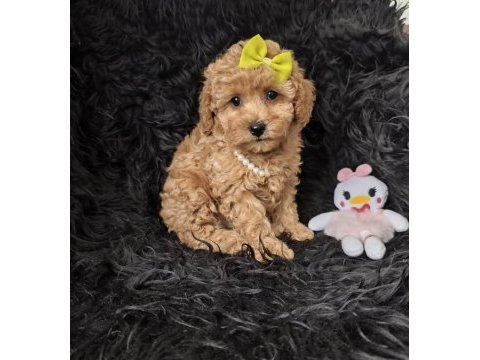 Dişi toy poodle bebeğimiz