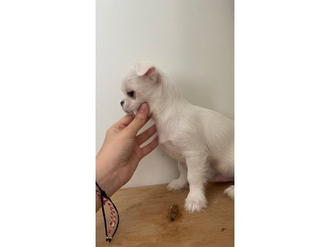 Chihuahua yavrular 4 aylık