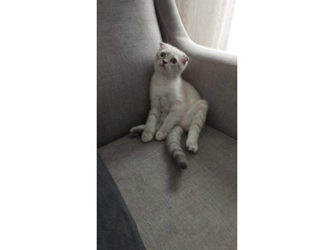 Üç aylık scottish fold miniğimize kalıcı yuva
