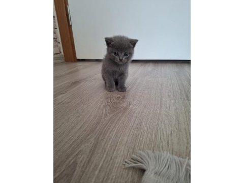 1 buçuk aylık kediler