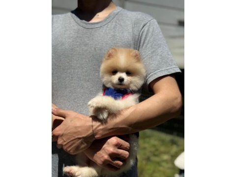 Yavru pomeranian boolarımız