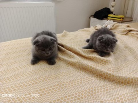 Safkan ırk scottish fold kediler