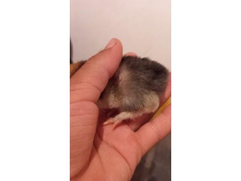 Karışık brahma köy ve mavici tavuk civcivi