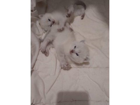 Bluepoint british longhair yavrular