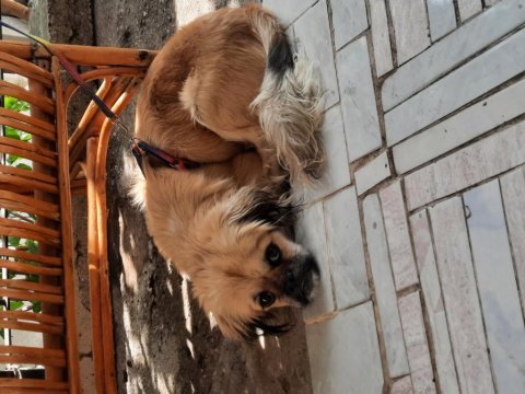 7 aylık erkek pekinez