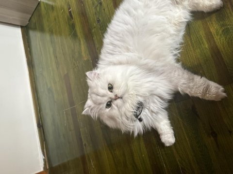 Tam bi prens british longhair