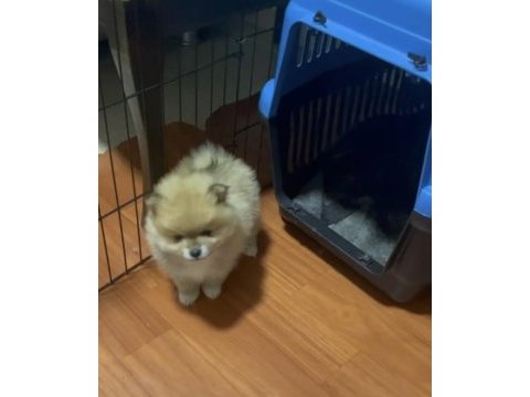 Pomeranian boo yavrularımız