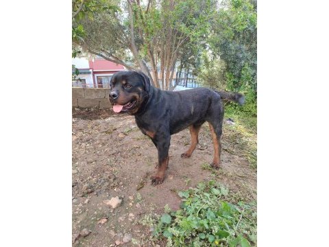 Erkek ve dişi rottweiler hatay da