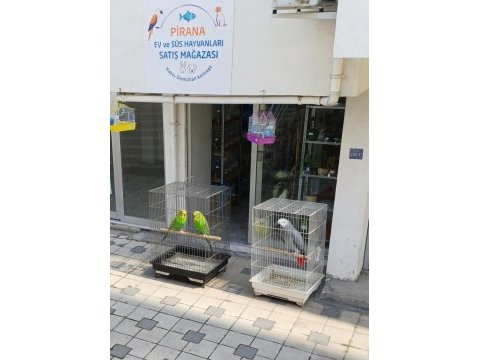 Japon balığı pirana petshop görükle nilüfer