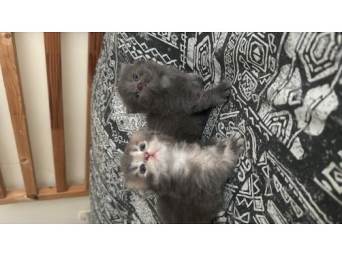 Yavru scottish fold kedilerime yuva arıyorum