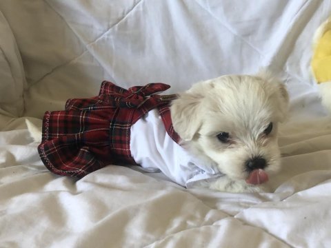 Bayram gibi şeker sahibinden aşılı maltese terrier