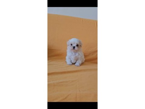 Maltese terrier yavrular