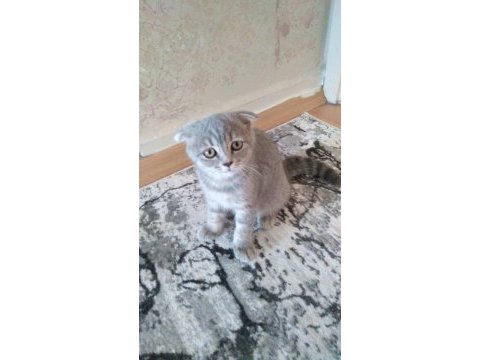 2.5 aylık scottish fold