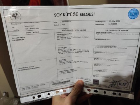 1 yaşında dişi doberman fcı kıf a secere, von bsgira