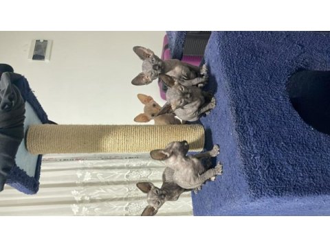 4 adet dişi sfenks