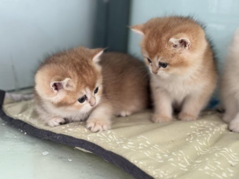 En güzel golden british shorthair yavrularımız