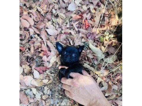 Elma kafa dişi chihuahua yavrumuz hazır