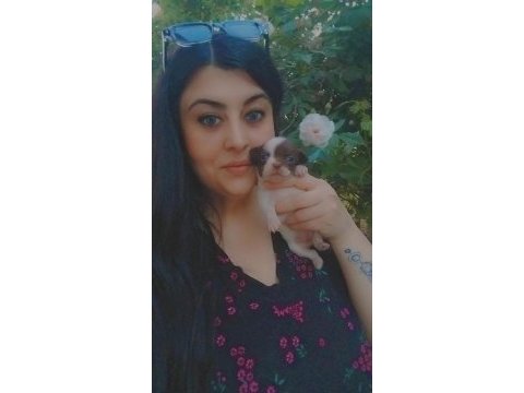 Chihuahua (şivava) yavrular şivava