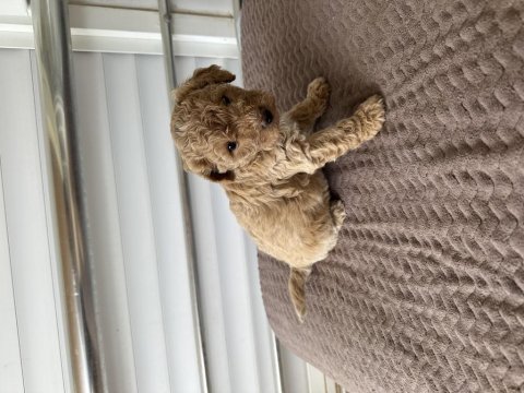 Maltipoo yavrular
