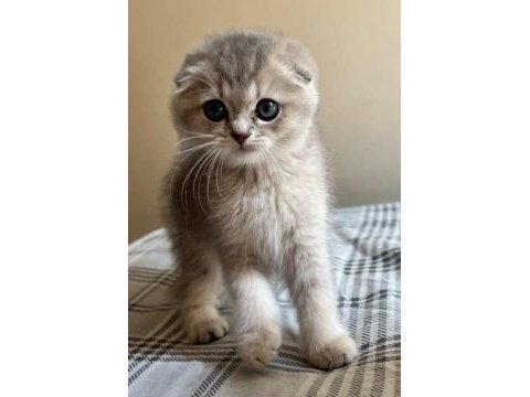 Safkan anne ve babadan scottish fold
