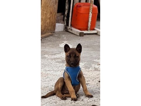 Şecereli ve şeceresiz malinois yavrular