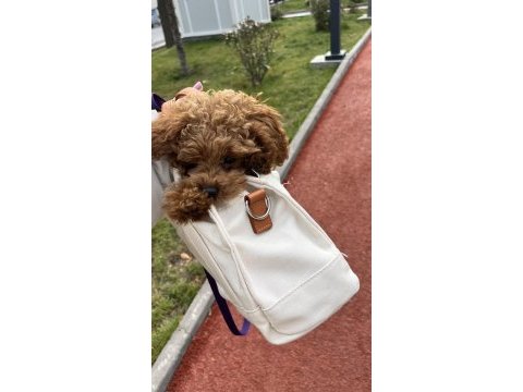 Irk kilo ve sağlık garantili poodle yavrular