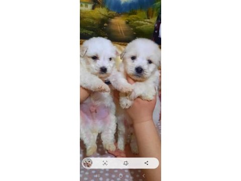 Maltese terrier sıfır numara