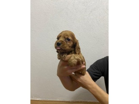 American cocker yavrularımız yeni ailesini arıyor