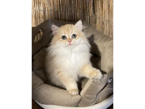 Anne baba şecereli ny12 british longhair dişi