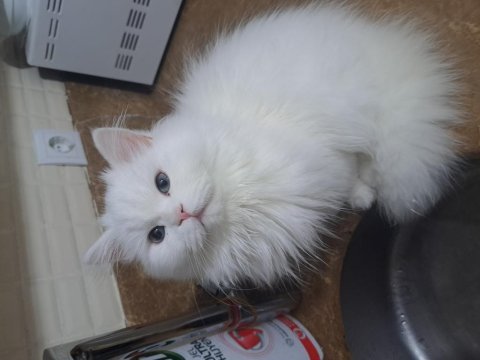 Yakışıklı kedimiz behlül