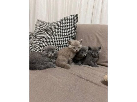Zamanı gelen british shorthair bebeklerimiz