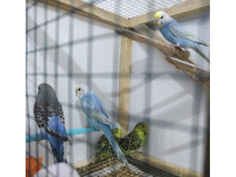 Alıştırmalık ve konuşturmalık muhabbet kuşlar