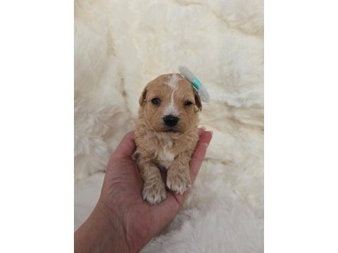 Maltipoo yavrularımız 