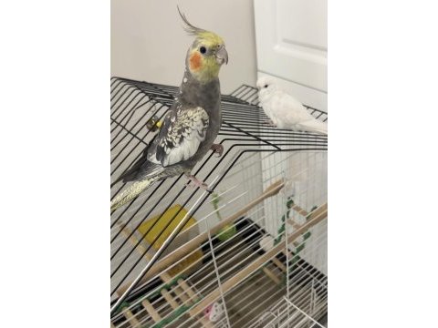 Sultan papağanı evcil şirin konuşkan