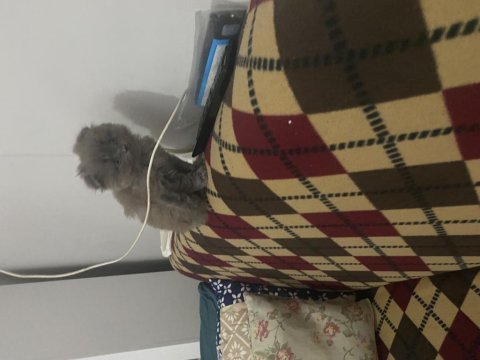 Tek scottish fold yavrumuz