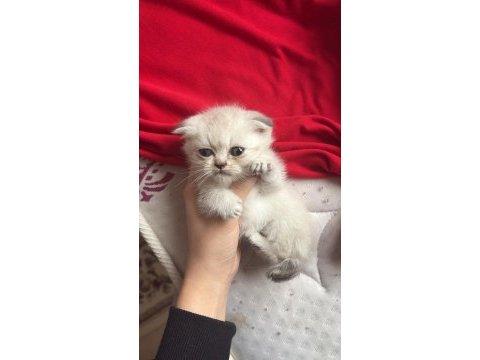 Sevimli sevimli scottish fold bebek yeni sahibini bekliyor