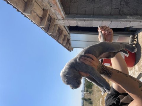 Cane corso yavrular