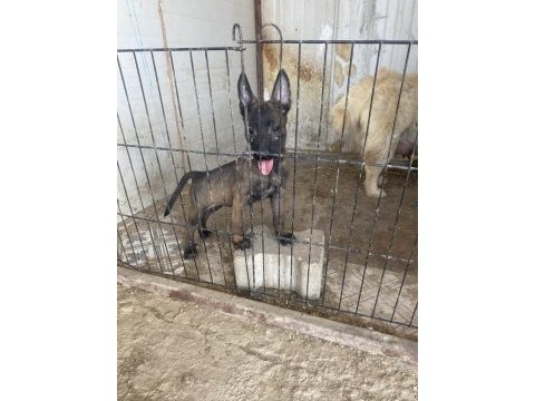 A kalite malinois yavrularımız