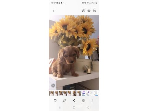 48 günlük red poodle
