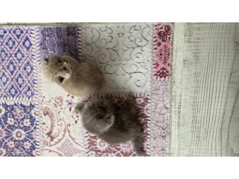 1 aylık 6 adet safkan british shorthair kediler