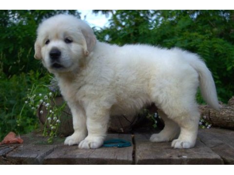 Golden retriever yavrular canlı görerek alabilirsiniz