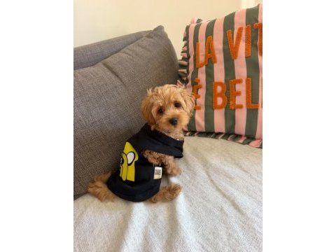 Maltipoo yavrusu
